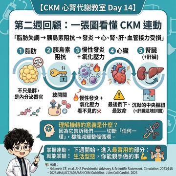 從脂肪失調到心腎受損的CKM連鎖反應