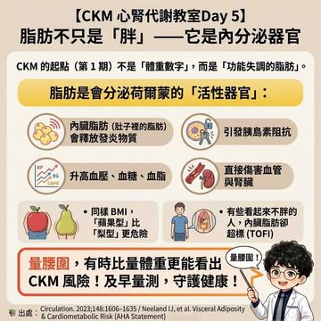 內臟脂肪會分泌激素，腰圍比體重更能看出風險